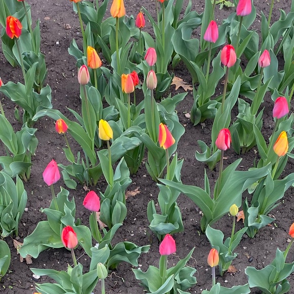 Meet your Posher, Julia - Picture 1 of 1